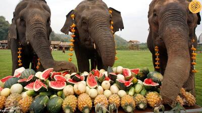 (ویدئو) ضیافت خاص برای فیل‌ها در جشنواره پونگال