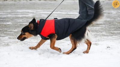 (تصاویر) سگ‌های خانگی مجهز به لباس زمستانی