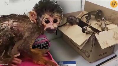 (ویدئو) کشف ۵ بچه میمون قاچاق در یک کوله پشتی