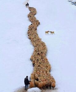 رژه دیدنی گله گوسفندان در برف ترکیه