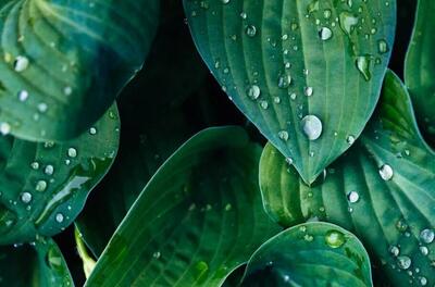 این گیاه مصنوعی از باد و باران انرژی تولید می‌کند