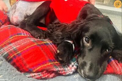 (ویدئو) بازگشت یک سگ شش پا به زندگی عادی بعد از جراحی