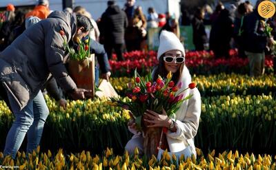 (ویدئو) جشن روز ملی گل لاله در آمستردام هلند