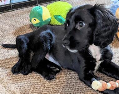 سگ شش پا بعد از جراحی به زندگی عادی بازگشت! | رویداد24