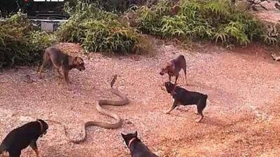 (ویدئو) نبرد دیدنی ۵ سگ وحشی با یک افعی ۵ متری!
