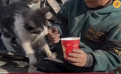 (ویدئو) کودک فلسطینی غذایش را با یک گربه تقسیم کرد