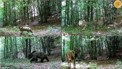 (ویدئو) خلوتِ حیات وحش را در جنگل ببینید و لذت ببرید