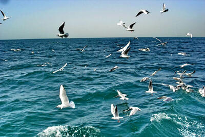 ترددهای دریایی در خلیج فارس محدود می‌شود