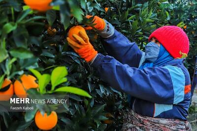 (تصاویر) برداشت پرتقال در باغات گلستان
