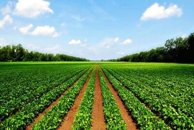 توسعه پایدار مستلزم حفاظت از اراضی کشاورزی است