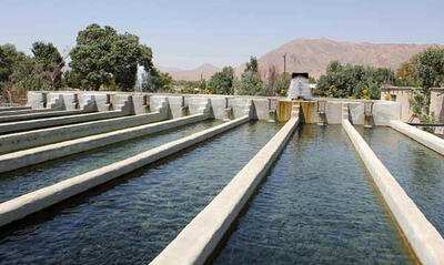 703 مزرعه پرورش آبزیان در استان لرستان فعال است