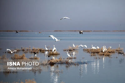 سرشماری پرندگان در ۱۴ سایت منابع آبی استان کردستان انجام می شود