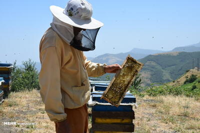 استان فارس رتبه سوم تولید عسل را در اختیار دارد