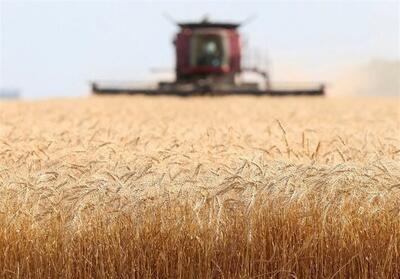 قیمت گندم در ایران بالاتر از نرخ جهانی با دلار 55 هزار تومان - تسنیم