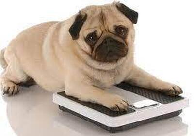 چاق‌ترین سگ خیابانی با ۱۰۰ کیلوگرم وزن! + عکس