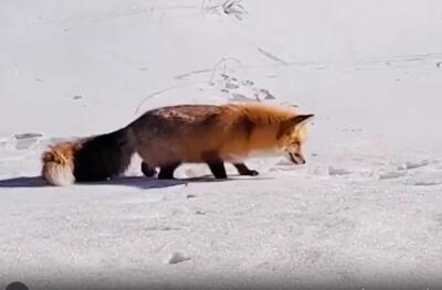 ببینید / روش شکار جالب توسط روباه گرسنه در برف