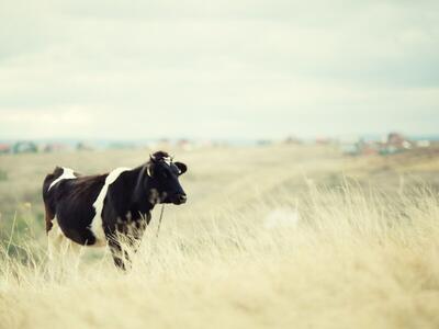 (ویدئو) مدرن‌ترین مزرعه گاو در جهان؛ کارخانه فرآوری گوشت گاو روسیه