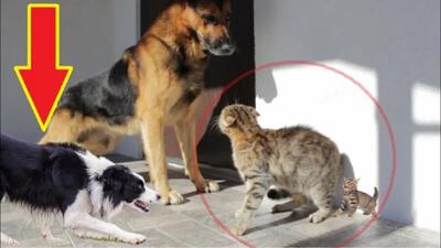 ببینید | جدال دیدنی گربه با سگ برای دفاع از یک سگ دیگر
