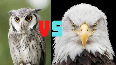 مقایسه عقاب و جغد از همه نظر (+عکس)