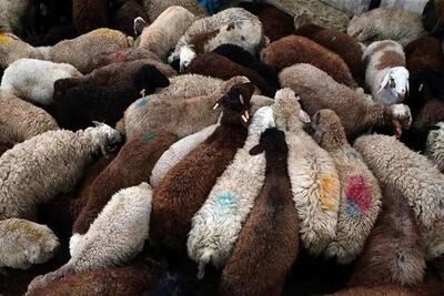 (ویدیو) ماجرای لاشه‌های گوسفندان در ساحل قشم