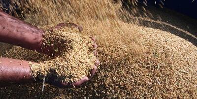 خبرگزاری فارس - اختصاص ۴۰ هزار میلیارد ریال اعتبار برای خرید تضمینی برنج مازندران