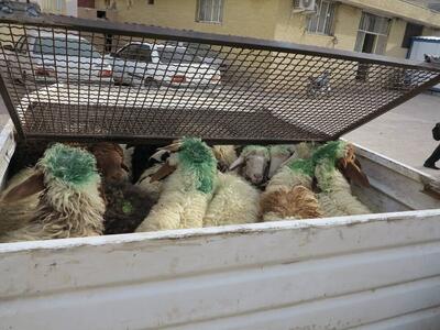 عکس عجیب قاچاق گوسفند I مخفی کردن گوسفندان در پراید