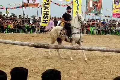 جشنواره اسب‌های اصیل ایرانی در آبپخش  برگزار شد