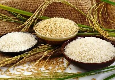 خبر خوش برای برنجکاران شمال؛ دستور ویژه رئیس‌جمهور برای خرید برنج
