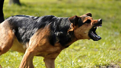 فیلم وحشت آور از لحظه حمله 2 سگ ولگرد به پسربچه یاسوجی