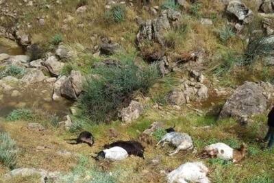 ماجرای قتل عام عجیب گوسفندان در ساحل قشم | رویداد24