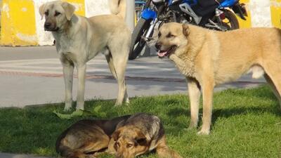 لحظه حمله سگ‌های ولگرد به کودک یاسوجی | رویداد24