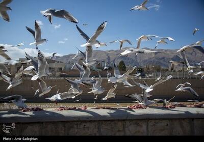 تصاویری از مرغان کاکایی در نهر اعظم شیراز