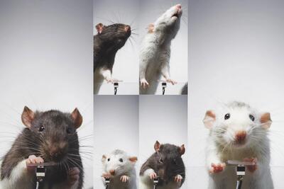 حتی موش‌ها هم از سلفی گرفتن لذت می‌برند - زومیت