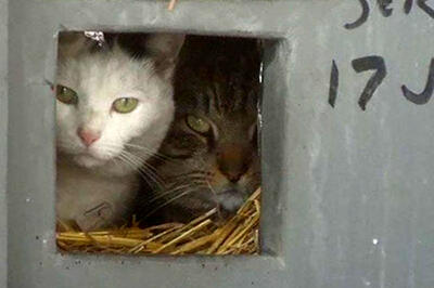 متفاوت‌ترین خانه گربه‌ها برای فرار از سرمای کشنده