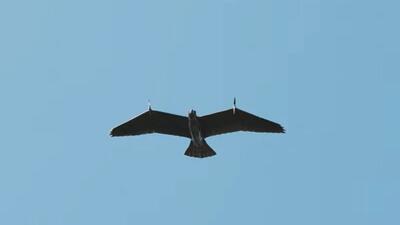 ساخت یک پهپاد با الهام از پرواز عقاب