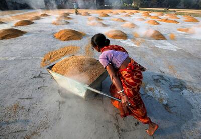 نرخ برنج هندی در اوج