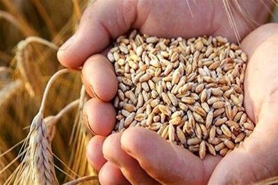 ذخایر گندم در کشور ۵۰ درصد افزایش یافت