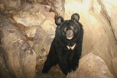 تولید رده سلولی شناسنامه دار از گونه در حال انقراض خرس سیاه بلوچی