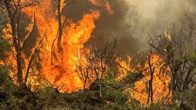 آتش سوزی جنگلی در حال نابود کردن پارک ملی آرژانتین است