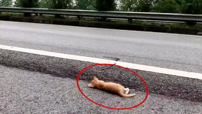ببینید / نجات بچه گربه از جاده خطرناک+ فیلم