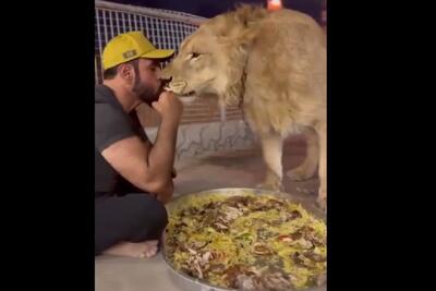 لحظه وحشتناک غذاخوردن یک شیر با مربی اش (فیلم)