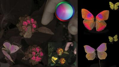 دستاورد جذاب محققان؛ دوربینی که شکل دریافت رنگ‌ها در چشم حیوانات را نشان می‌دهد