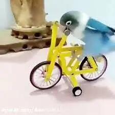 پرنده دوچرخه سوار! + فیلم