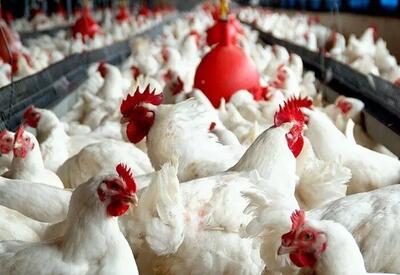 فعالیت ۵۶ واحد تولیدی گوشت مرغ مادر در آذربایجان غربی