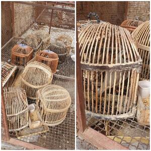 نجات ۱۰ قطعه کبک وحشی در منزل یک شکارچی در سنندج
