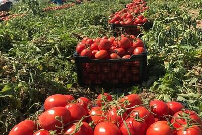 عوارض صادراتی گوجه فرنگی حذف می شود