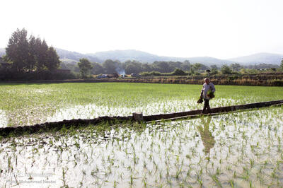 ارائه روش کم‌هزینه و کم‌مصرف برای کشت برنج