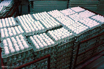 آغاز فعالیت مرغداری مرغ تخم‌گذار صنعتی در اندیکا
