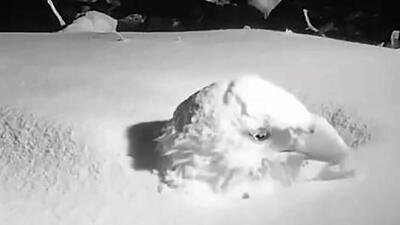 فیلم/ وقتی عقاب قرار است مادر بشود؛ تا کله در برف فرو می‌رود ولی بی‌خیال نمی‌شود