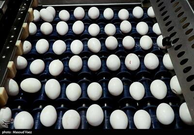 ظرفیت تولید تخم‌مرغ در کاشان روزانه 130 تن افزایش پیدا کرد - تسنیم